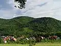 Pohled na okolní lesy