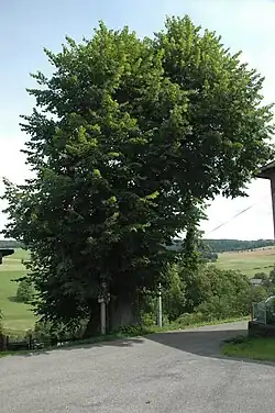 Barešova lípa v Suchém Dole