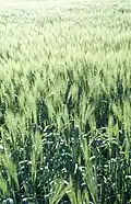 Ječmen setý (Hordeum vulgare)