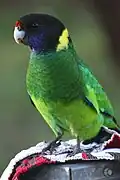 Poddruh Barnardius zonarius semitorquatus
