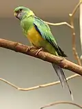 Poddruh Barnardius zonarius macgillivrayi