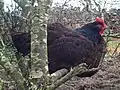 Kur domácí jakožto pták ke spánku rád vyhledává vyvýšená místa, kde se cítí v bezpečí; říká se tomu hřadování