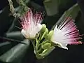 Květy Barringtonia asiatica