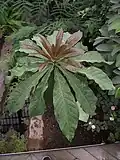 Větev Barringtonia neocaledonica