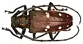 Tesařík Batocera rubus