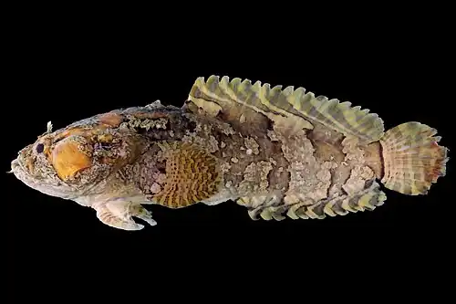 Asijský žabohlavec Batrachomoeus trispinosus
