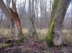 Duby v PR Bažantník