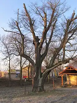 Beňovská lípa