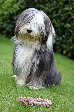 Bearded kolie