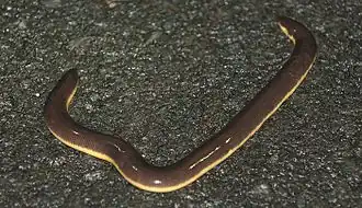 Červor indický (Ichthyophis beddomei)