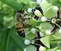 Včela na květech Asclepias asperula s nohama ověšenýma brylkami