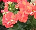 Begonia xhiemalis