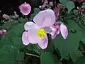 Samčí květ kysaly Begonia grandis