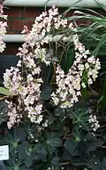 Květenství kysaly Begonia rhizocaulis