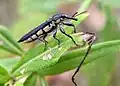 Rhinotia brunnea