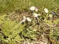 Druh Bellis sylvestris