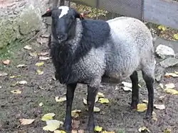 půlroční beran z linie Rohan