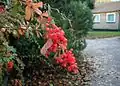 Berberis aggregata – podzimní zbarvení