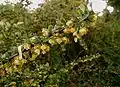 Berberis thunbergii – keř