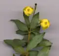 Berberis gagnepainii – detail květu (průměr 7 mm)