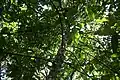 Bhesa ceylanica