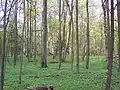 Bělověžský národní park v květnu.