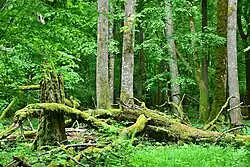 Bělověžský národní park
