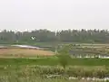 krajina národního parku De Biesbosch