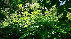 Heracleum maximum v Homeru, Aljaška