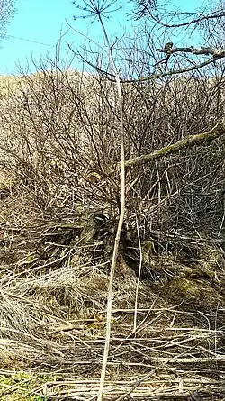 Stejné místo na konci zimy ukazující odumřelá bílé stébla
