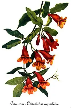 Bignonia capreolata