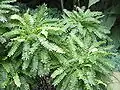 Citobýl Biophytum sensitivum