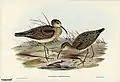 Ilustrace kolih z dílny Elizabeth Gould