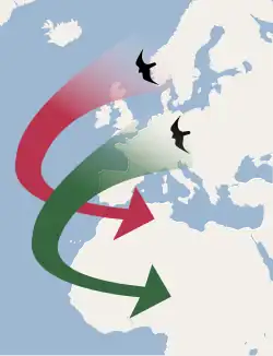 Mapa Evropy a Afriky zobrazující migraci leapfrog. Červená šipka vede ze Skandinávie do severní Afriky, zelená šipka míří ze střední Evropy do střední Afriky