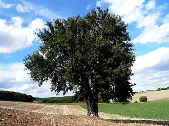 alternativní popis obrázku chybí