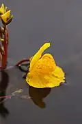 Květ bublinatky jižní (Utricularia australis)