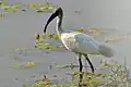 Ibis černohlavý