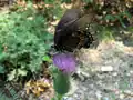 Papilio polyxenes