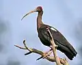Ibis bradavičnatý