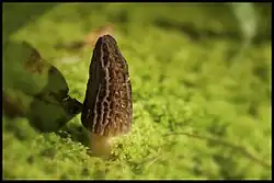 Smrž vysoký
