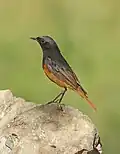 Samec (ssp. phoenicuroides)