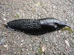 plzákovití (Arionidae) - (Arion ater) - pneumostom je v přední části pláště