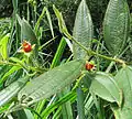 Blakea bracteata s plody
