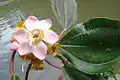 Blakea grandiflora