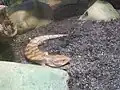 Tanimbar blue-tongued skink
