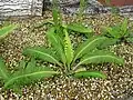 Blechnum nipponicum