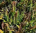 Žebrovice Blechnum penna-marina