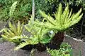 Žebrovice Blechnum tabulare