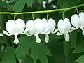 Kultivar 'Alba'