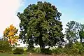 Tilia cordata